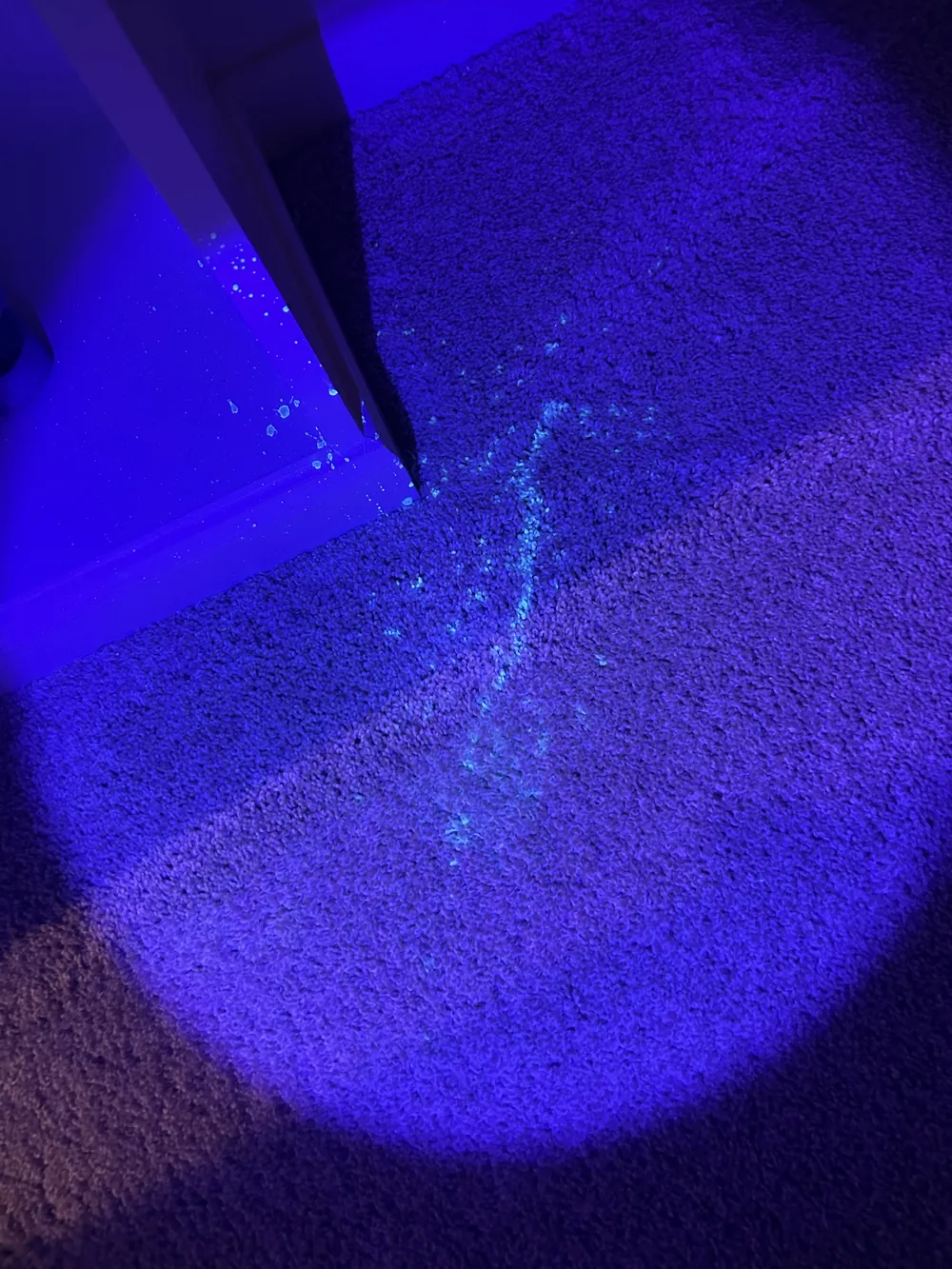 Carpet edge under a blacklight — pet urine residue glowing pale green along the baseboard and up the wall